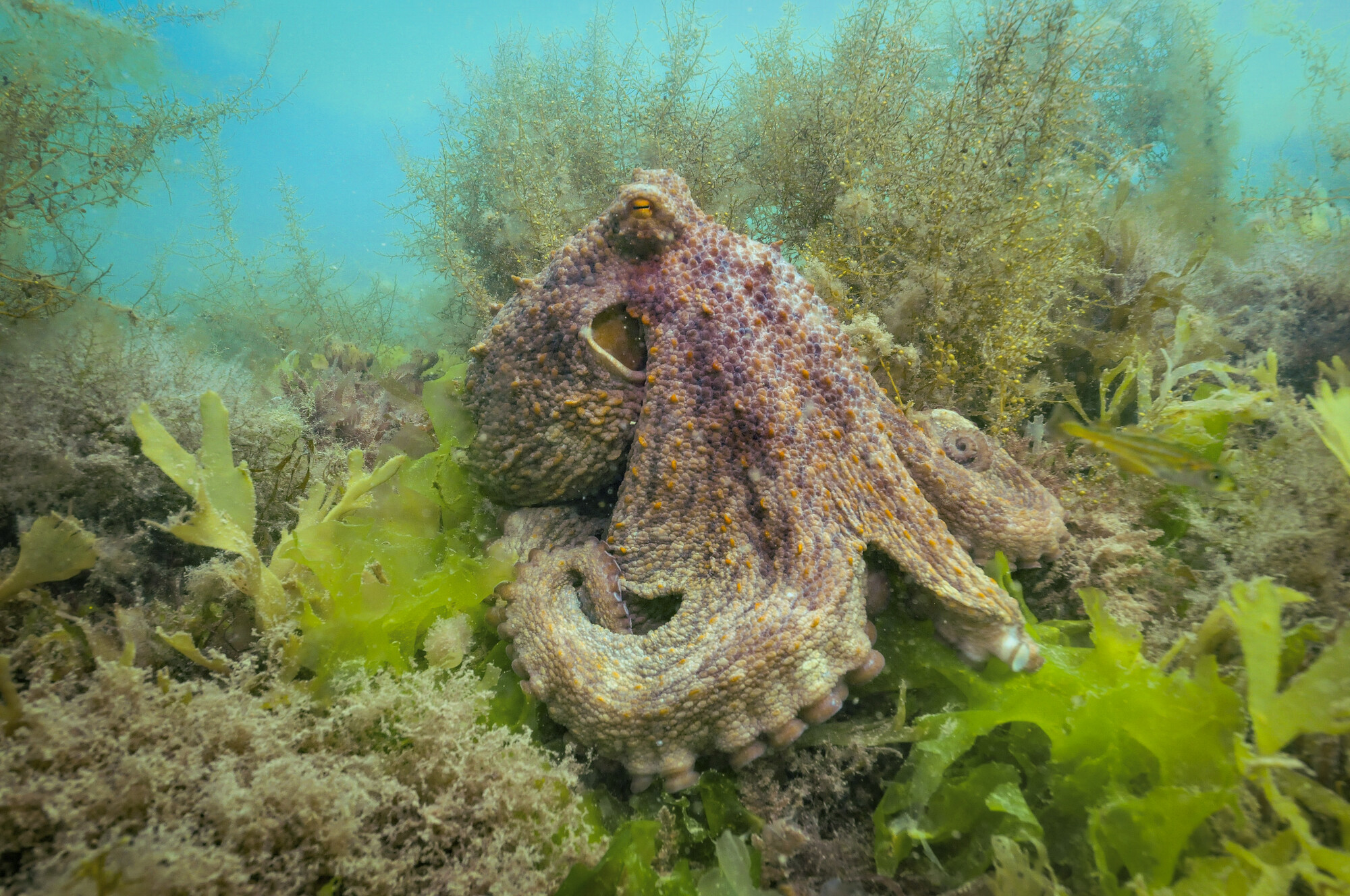 An octopus on the seabed