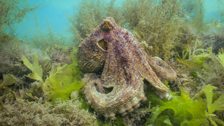 RS10767_Octopus3 Shoalstone Torbay 190625_lpr.jpg