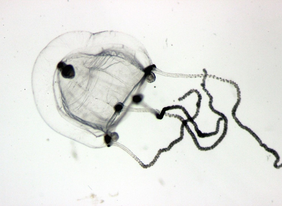 Medusa Coryne prolifera ©Dave Conway | MBA