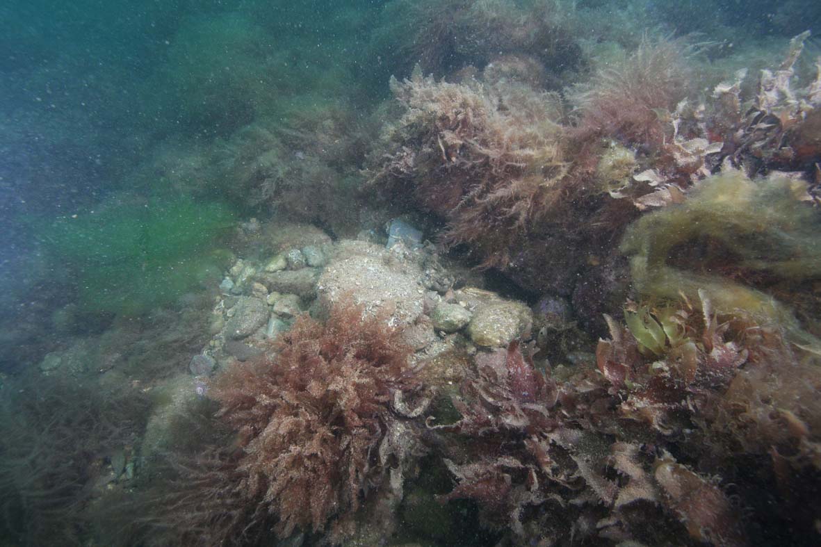 Octopus den c Keith Hiscock.png 1