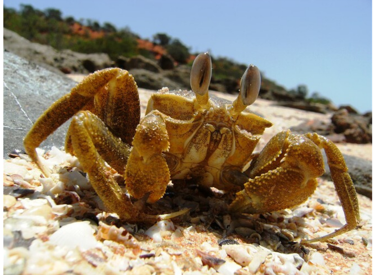 Ghost Crab