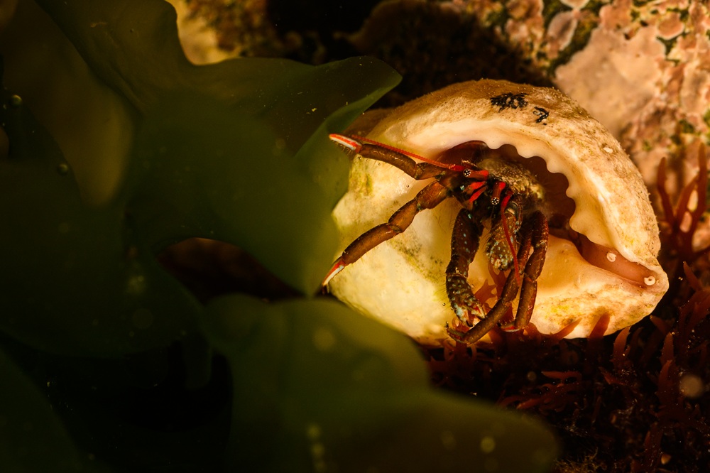 RS10684_Clibanarius erythropus St Piran's Crab_o.jpg